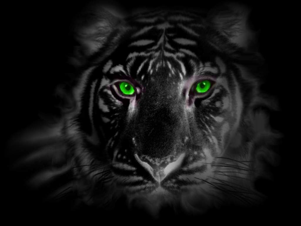eye of the tiger wallpaper #10