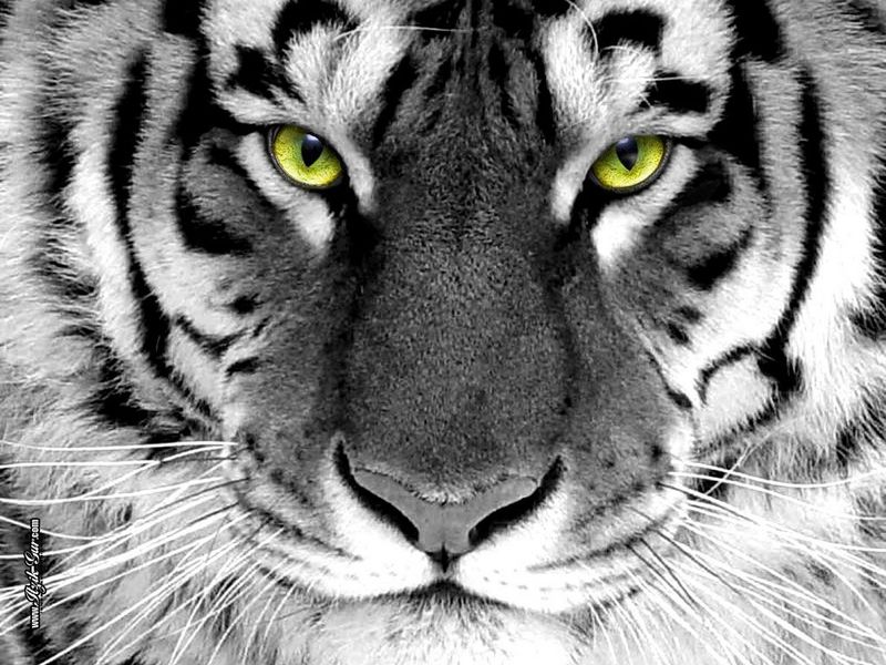 eye of the tiger wallpaper #12