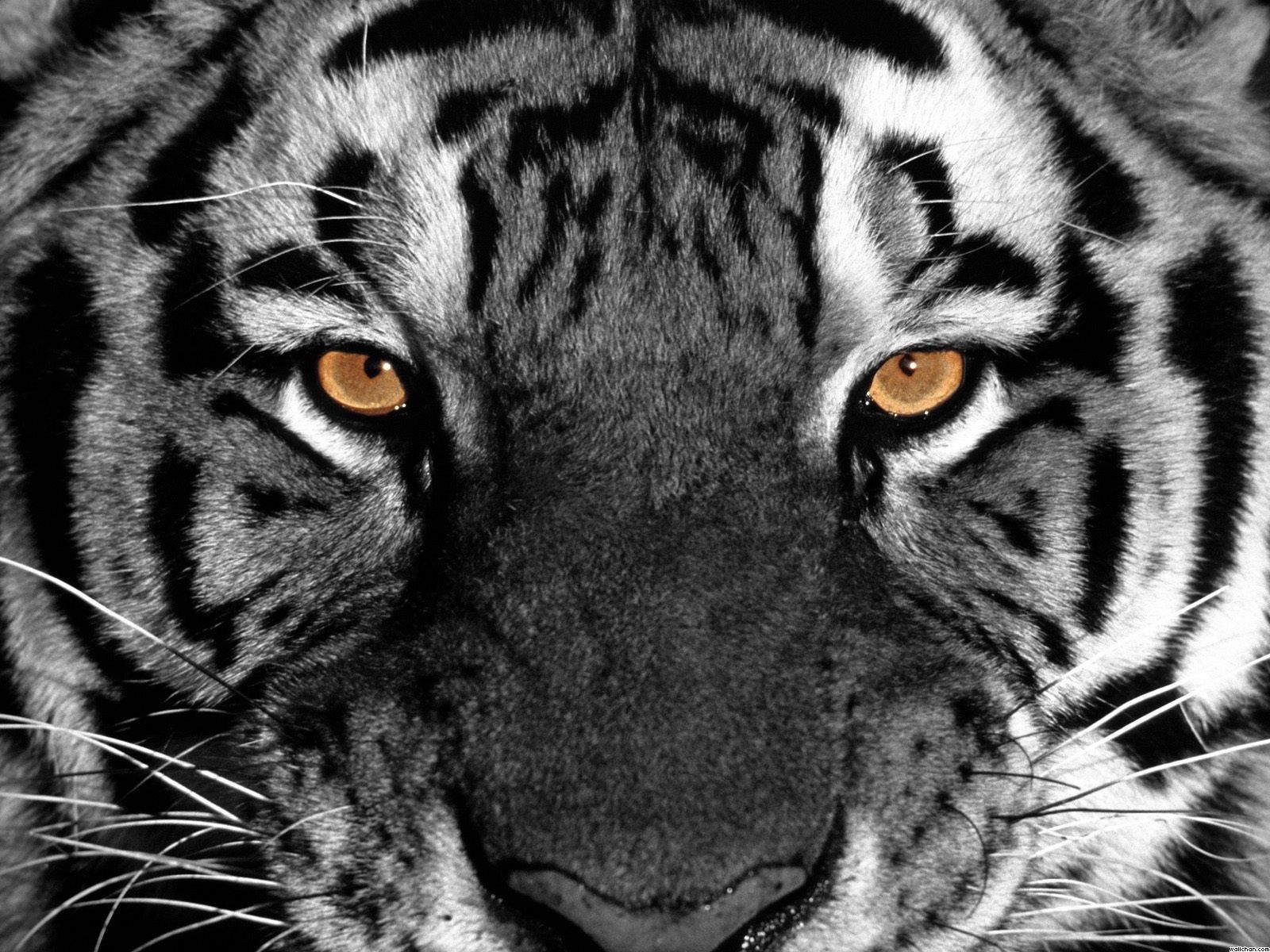 eye of the tiger wallpaper #14