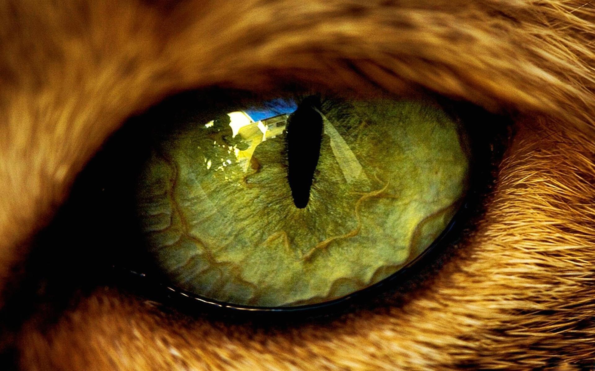 tiger eye wallpaper #12