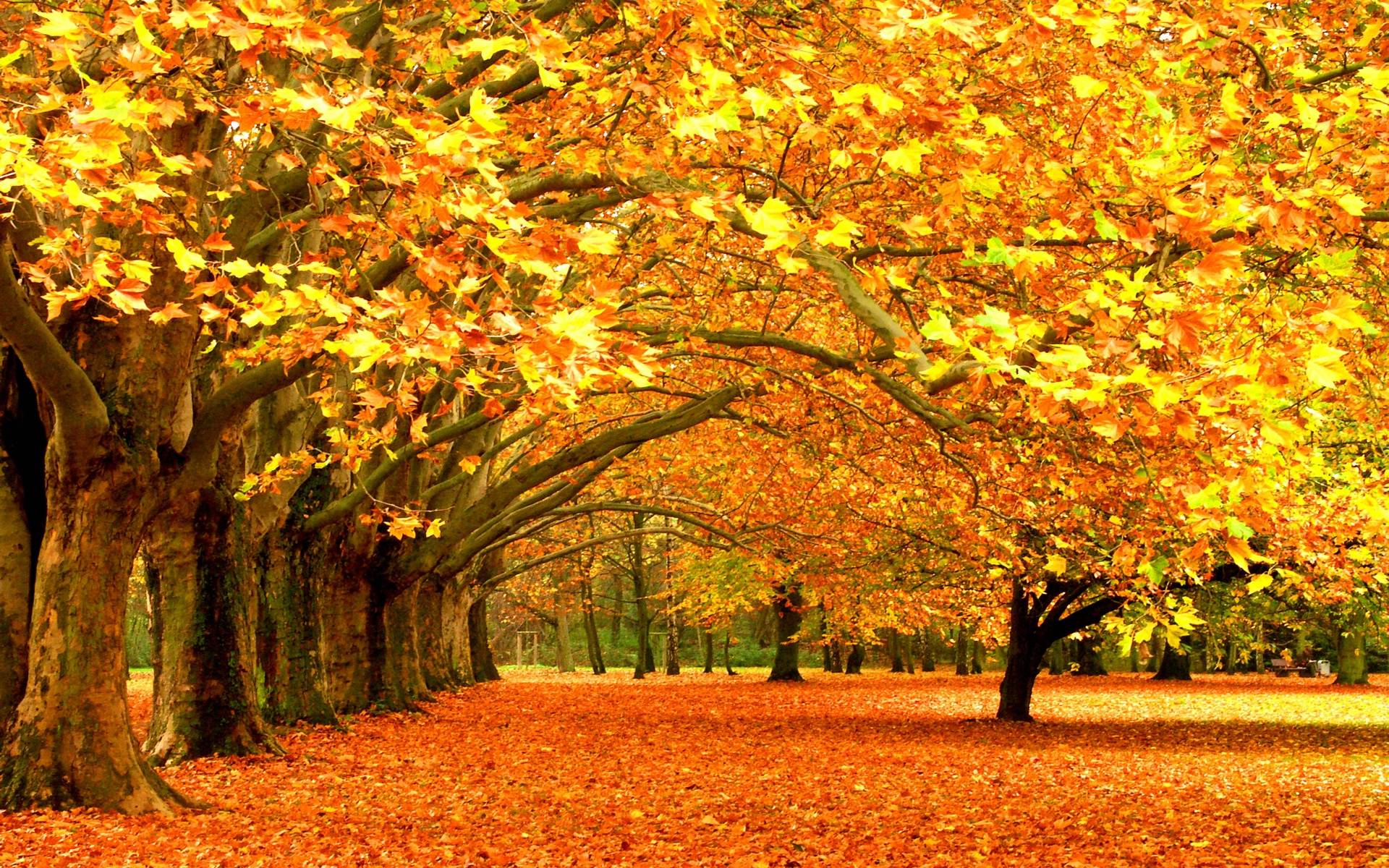 fall foliage wallpaper for desktop #6