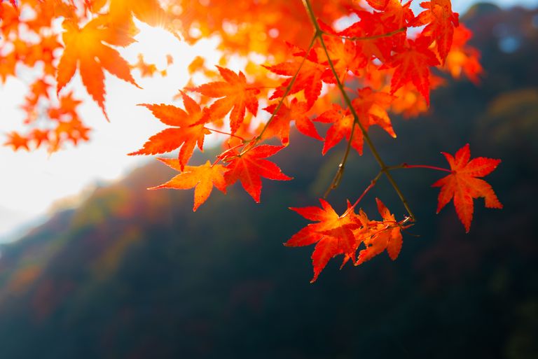 Fall backgrounds for computer