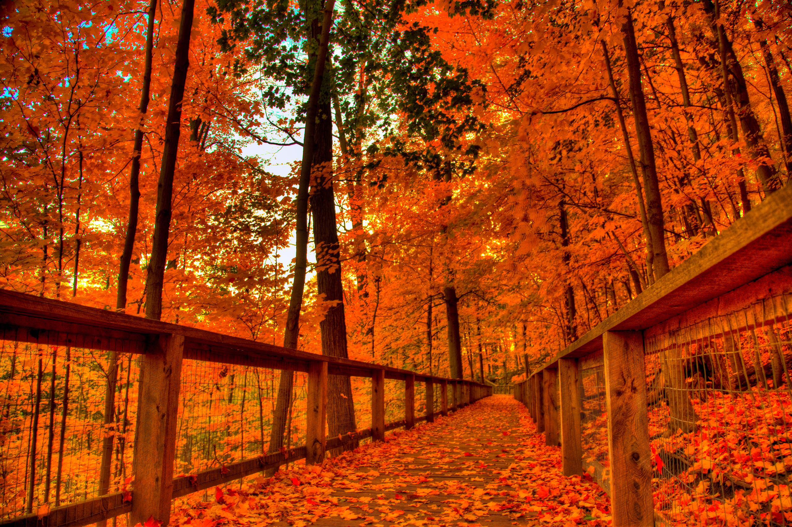 fall wallpaper for android #23