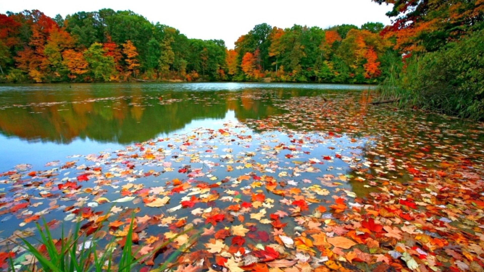 fall foliage desktop wallpaper #9
