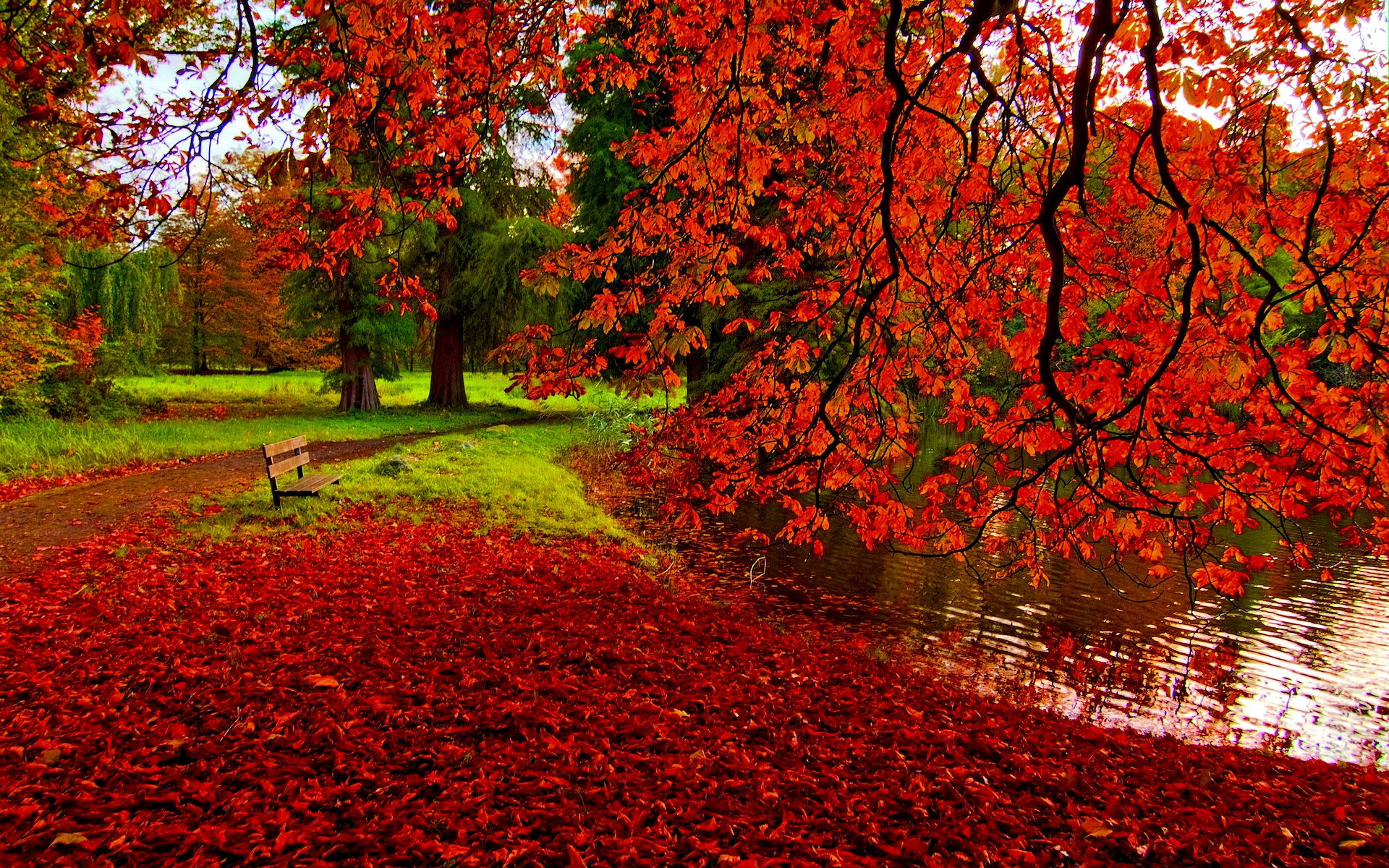 Fall foliage backgrounds