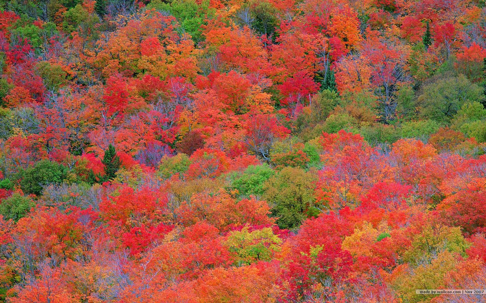 fall foliage wallpaper for desktop #8