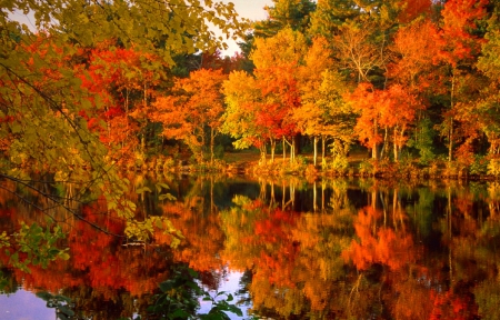fall foliage desktop wallpaper #10