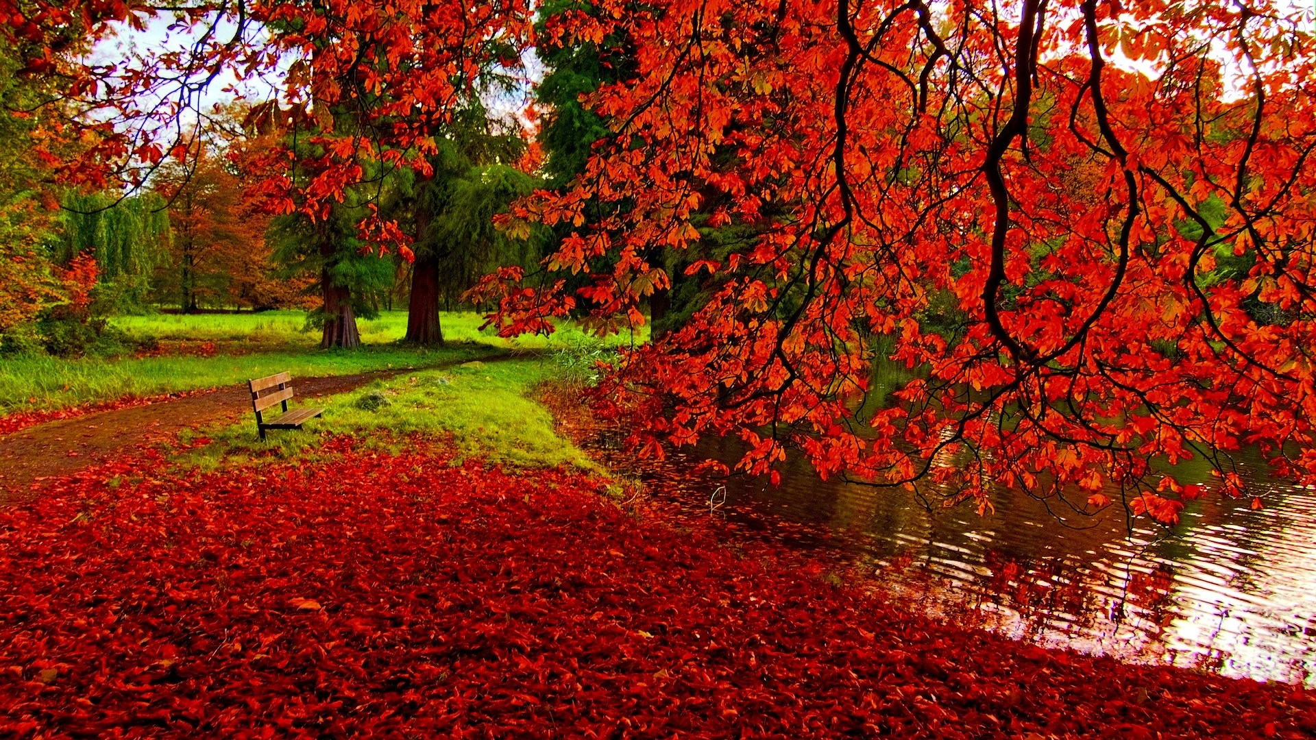 fall foliage desktop wallpaper #20