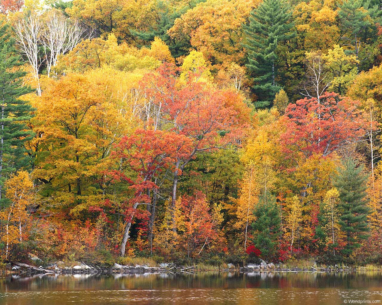 fall foliage desktop wallpaper #17