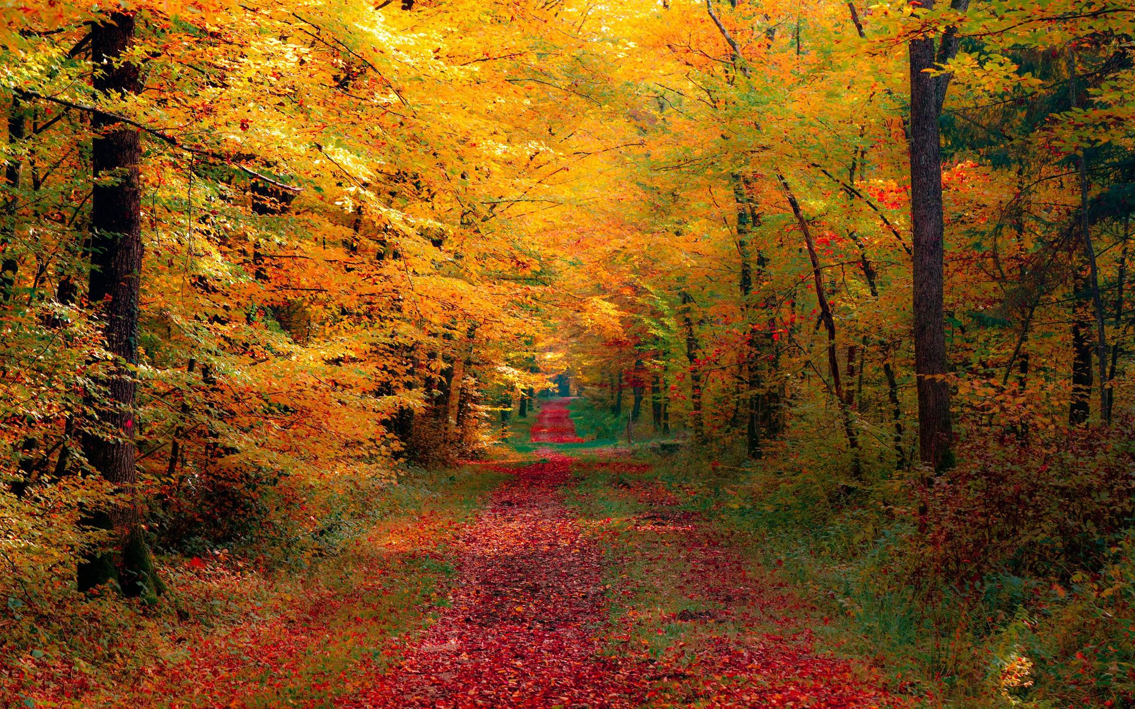 Fall foliage desktop wallpaper