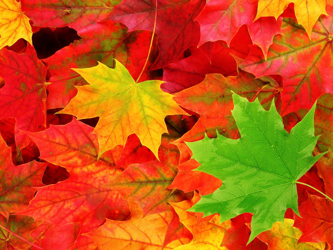 fall foliage wallpaper for desktop #4