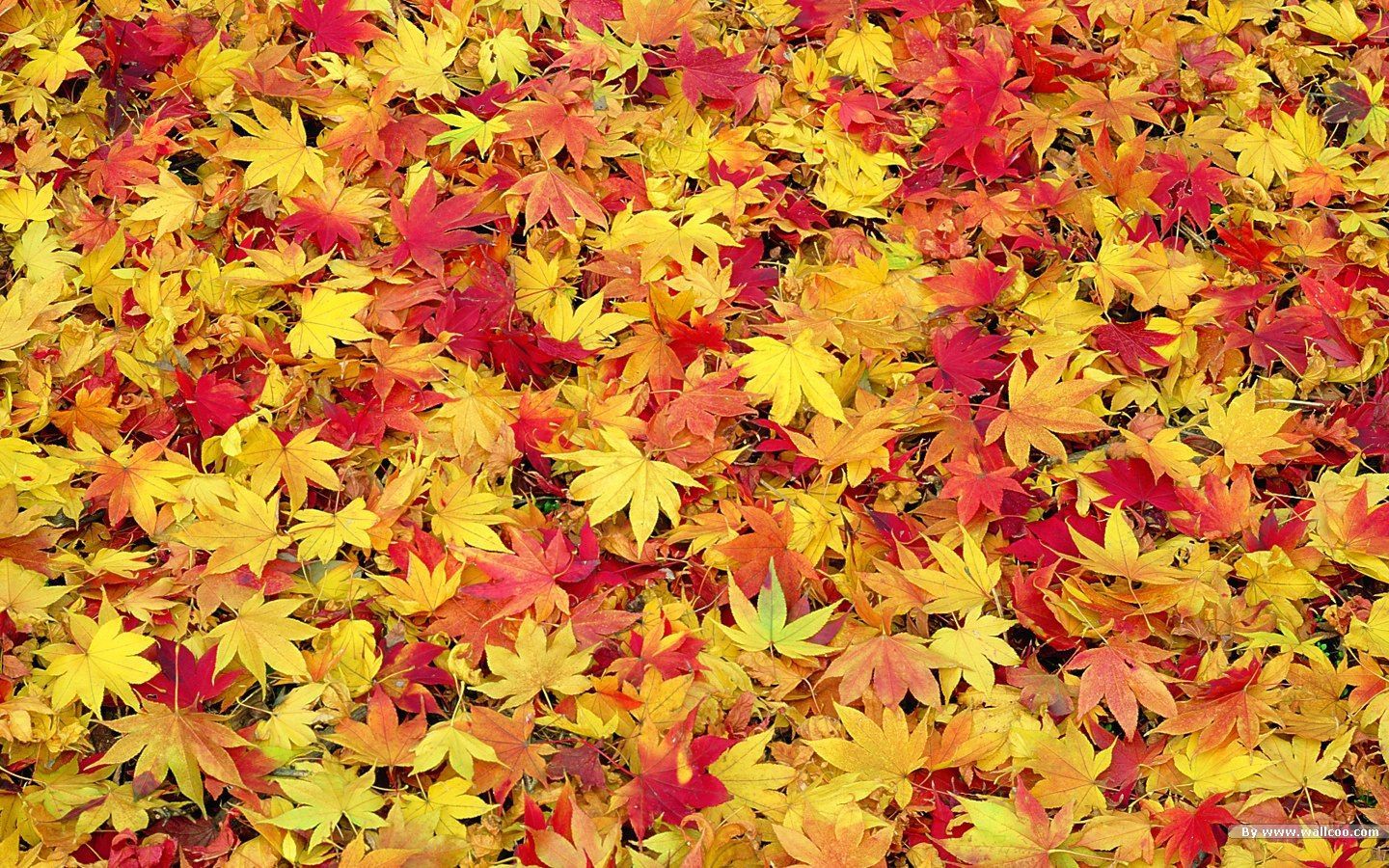 fall foliage wallpaper #22