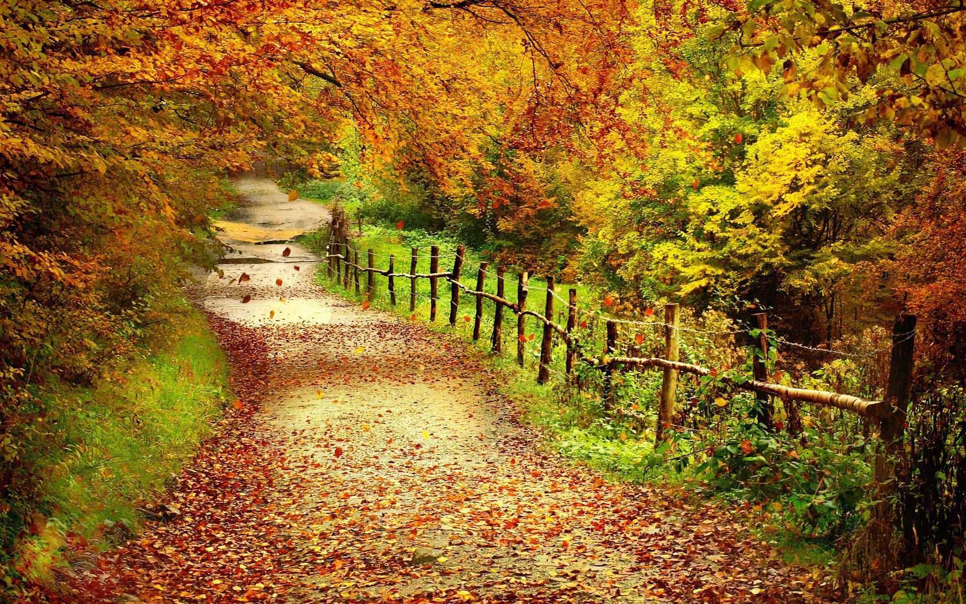 Fall foliage wallpaper for desktop