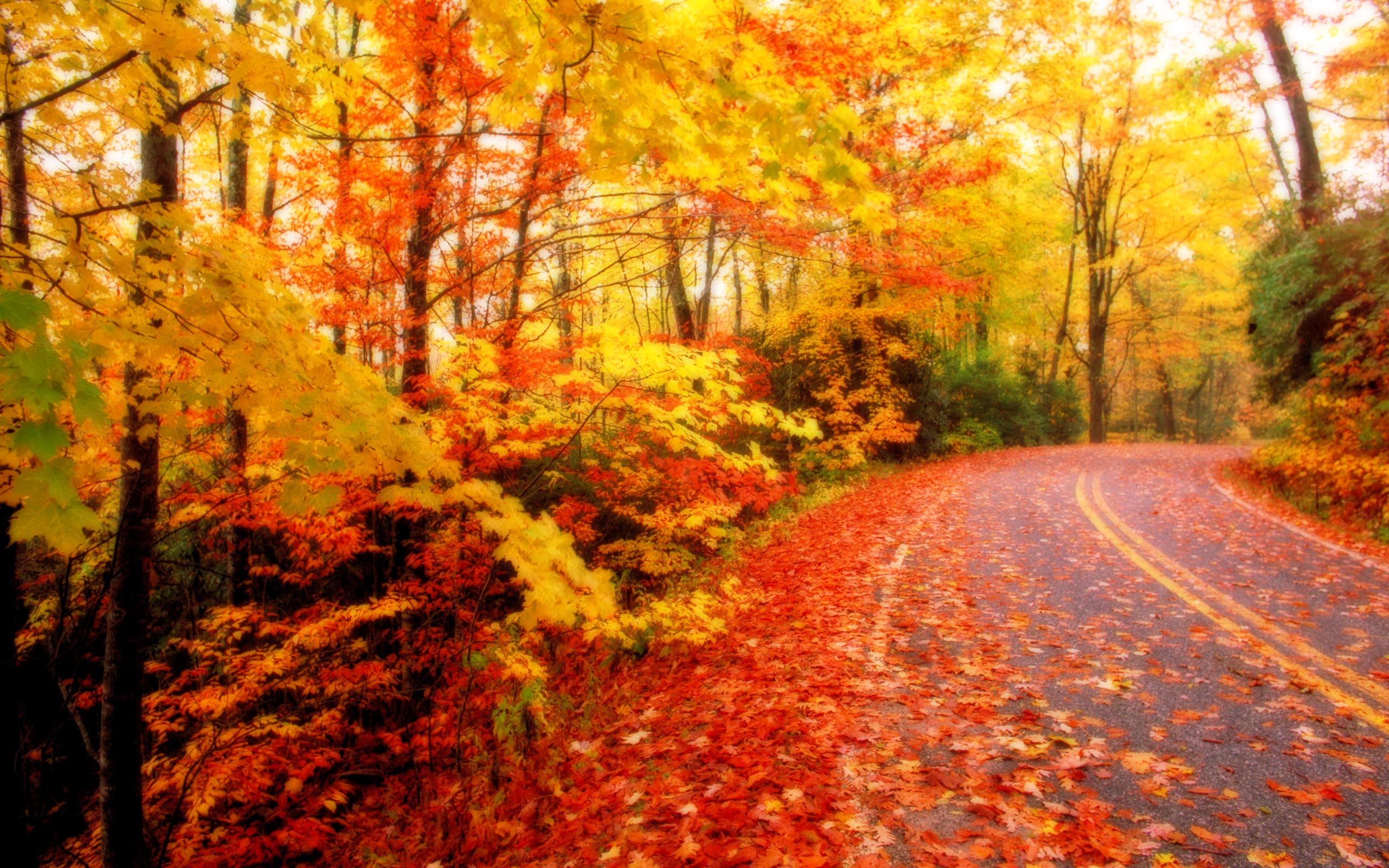 Fall leaf background