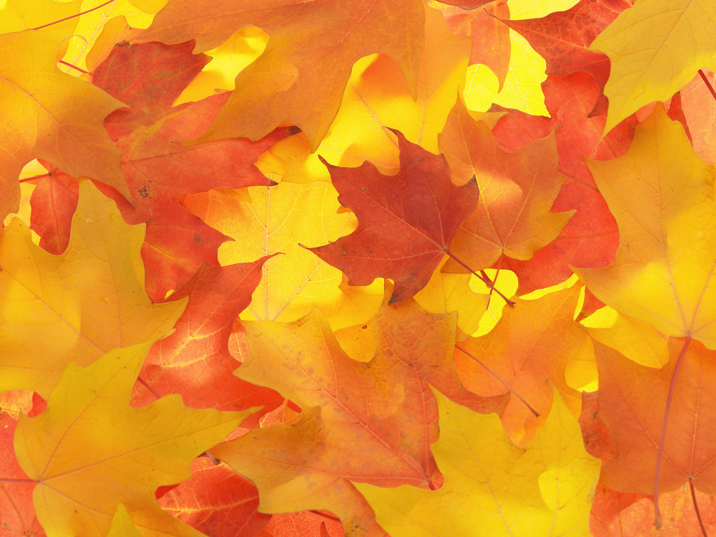 Fall leaf background