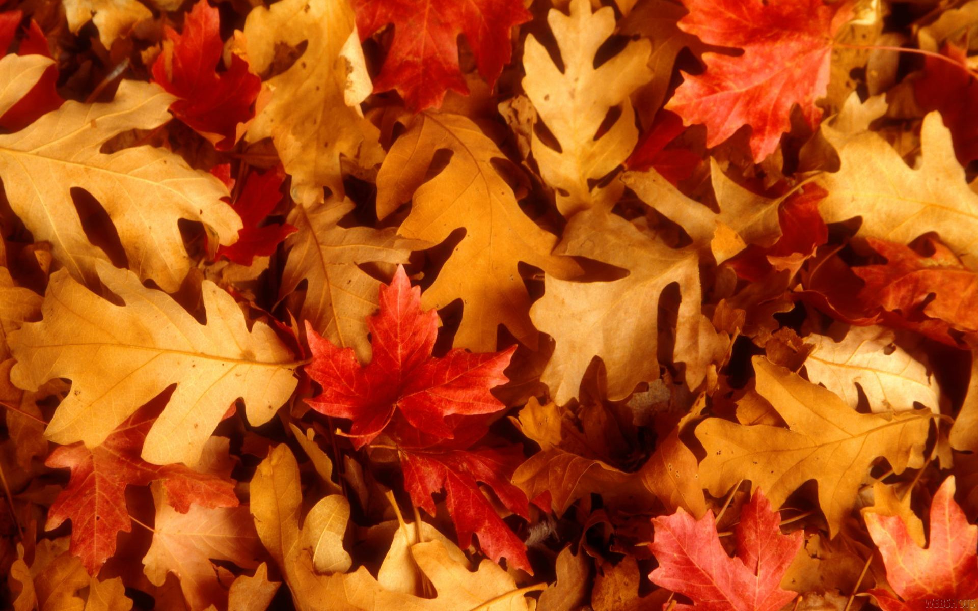 fall leaves wallpaper #6
