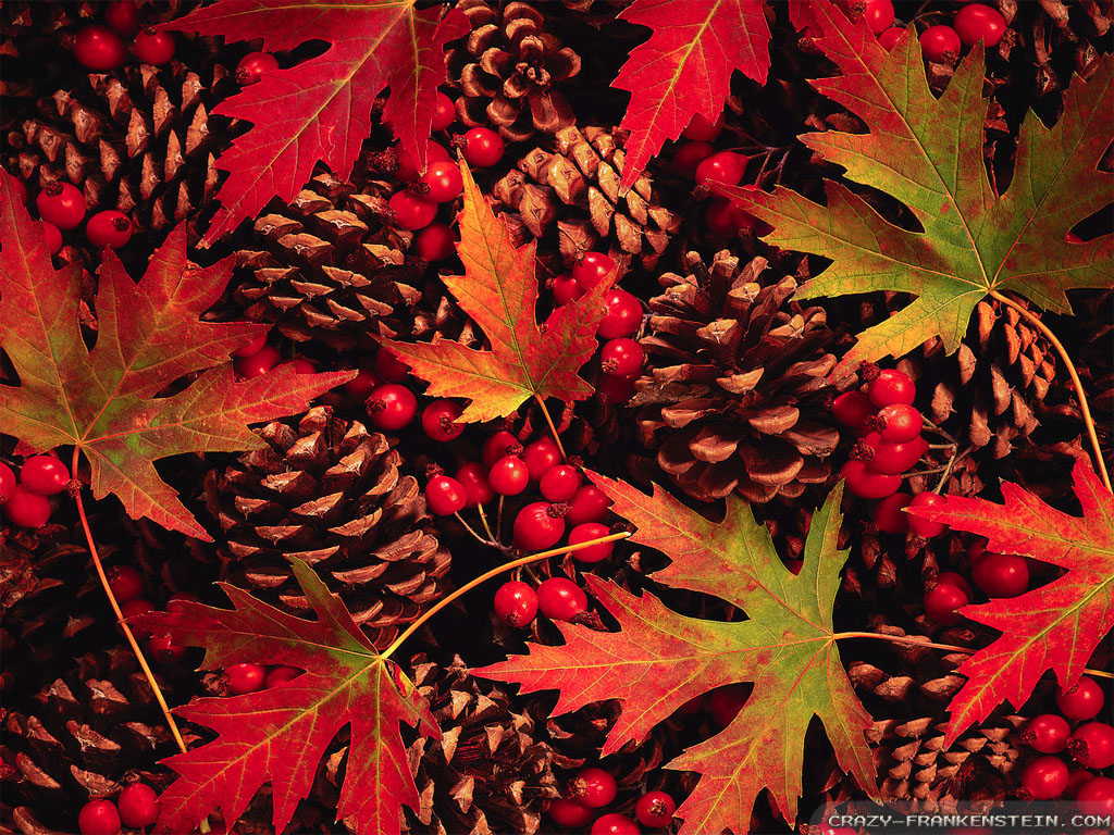 fall leaves wallpaper #8