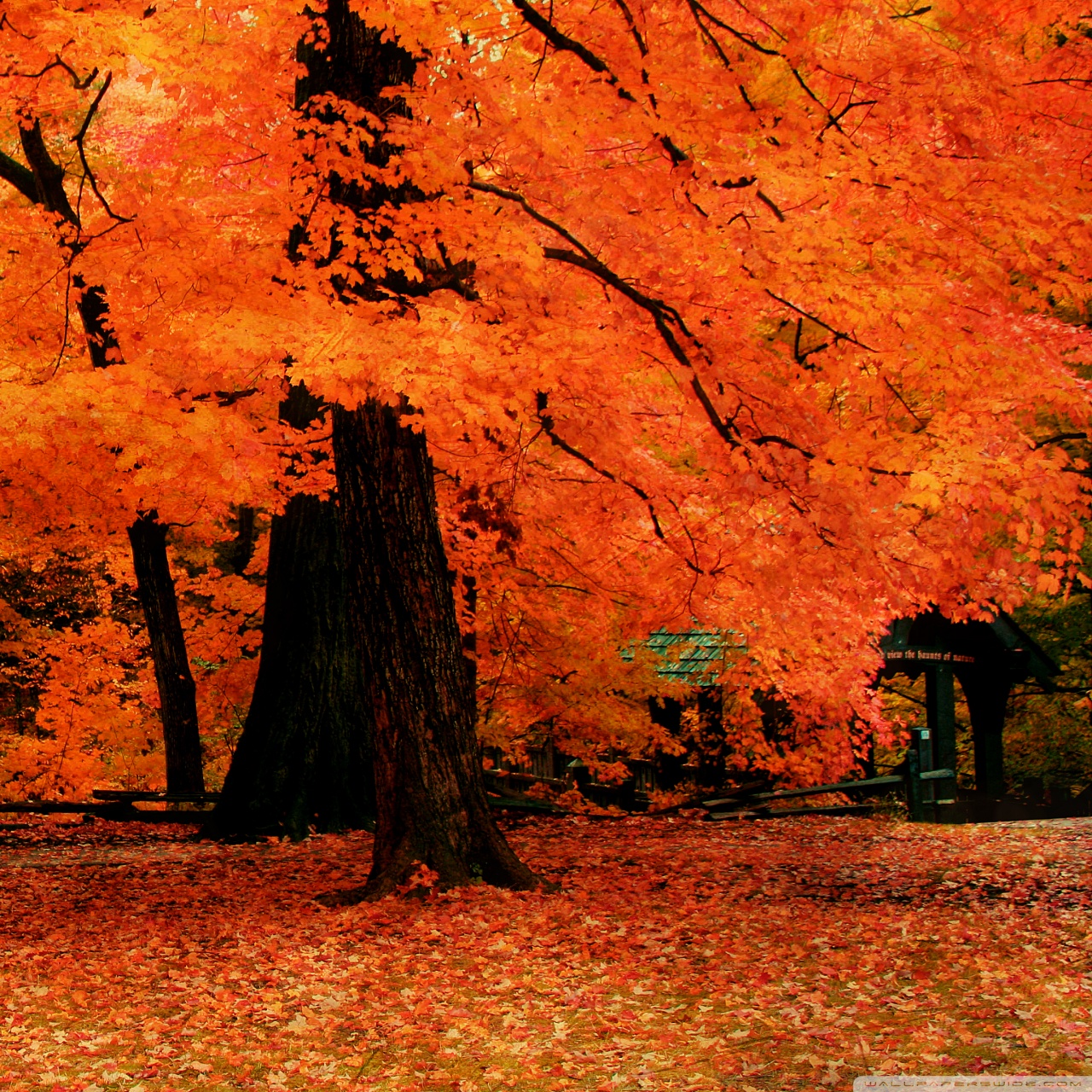 fall wallpaper for android #10
