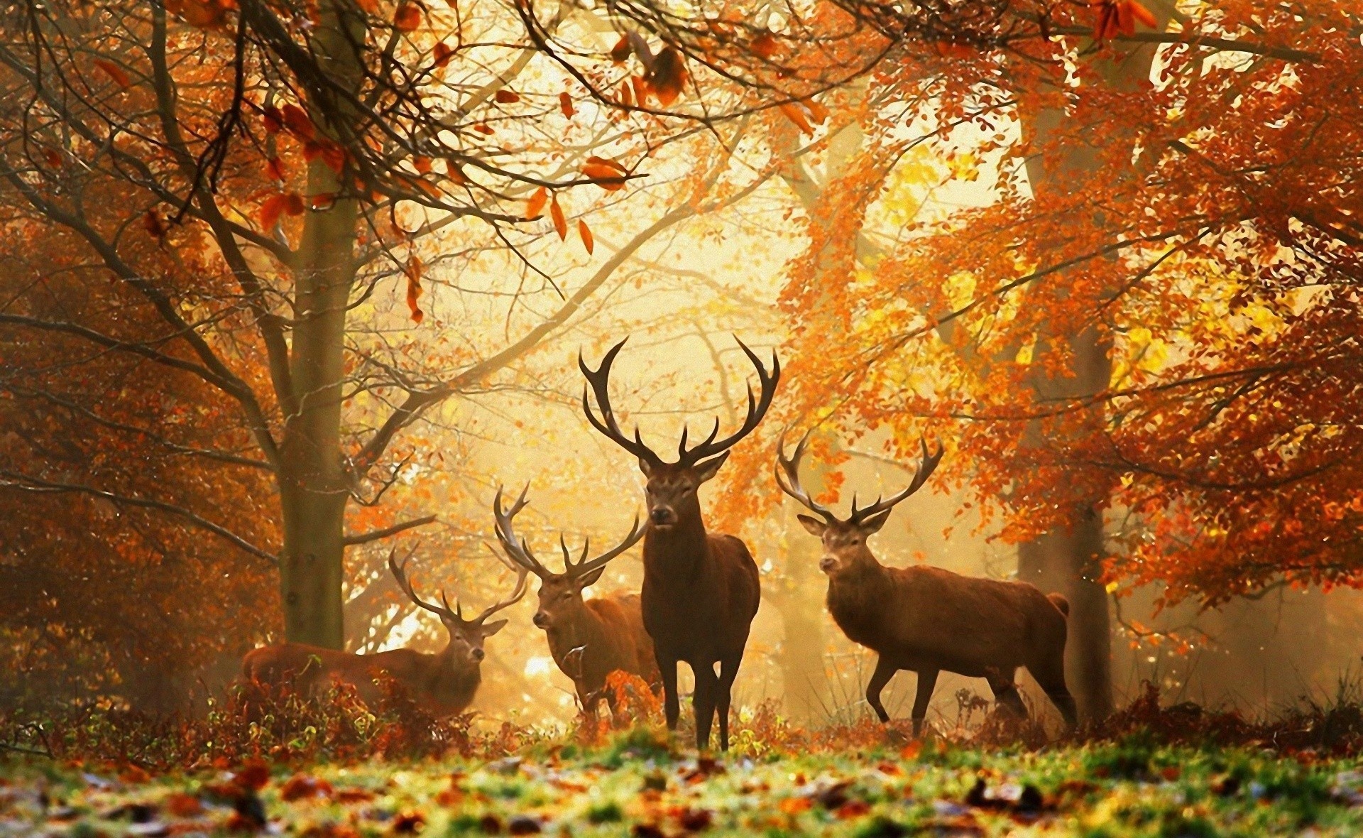 Fall with Animal Android HD Wallpapers 4025 - Amazing Wallpaperz