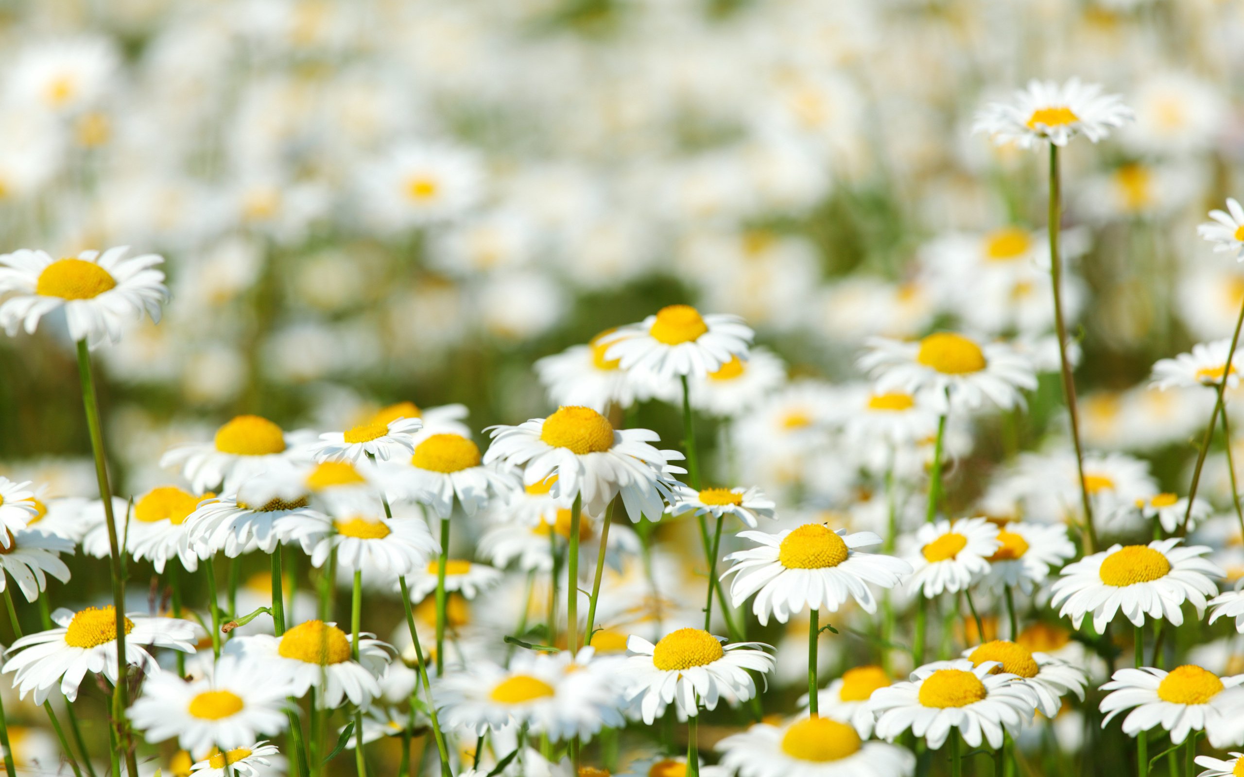 Field of daisies wallpaper
