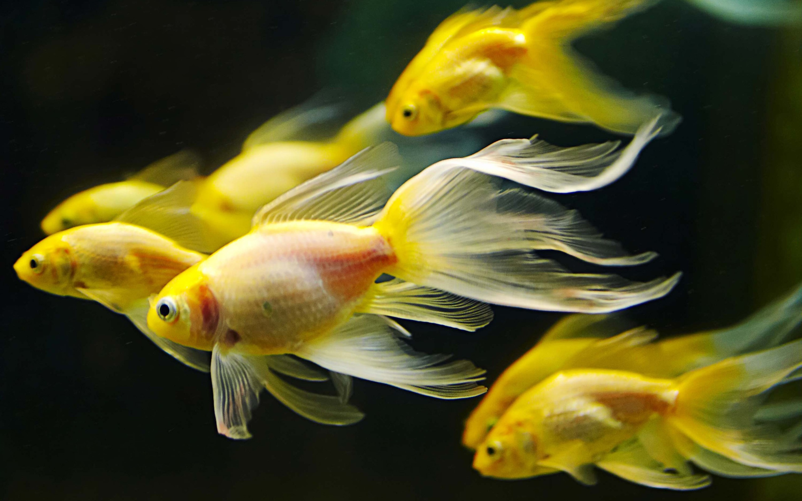 Beautiful Fish Photos Images And HD Wallpapers