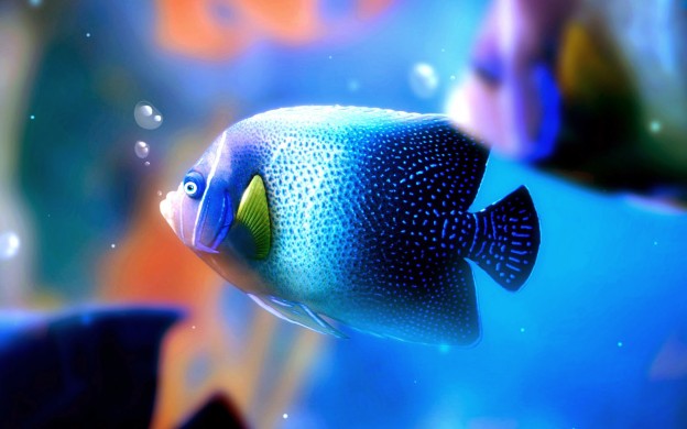 Beautiful Fish Wallpapers HD Pictures – One HD Wallpaper Pictures