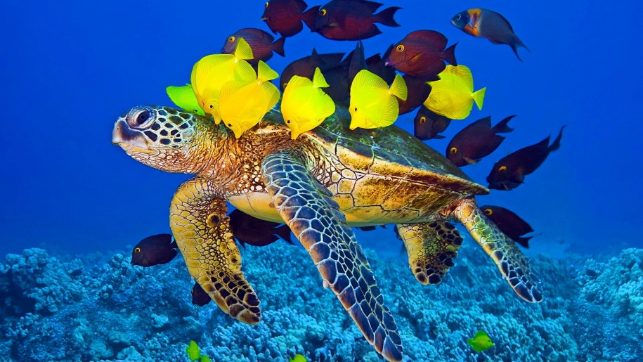 Sea Turtle And Fish Wallpaper Hd For Laptop Mobile Phone