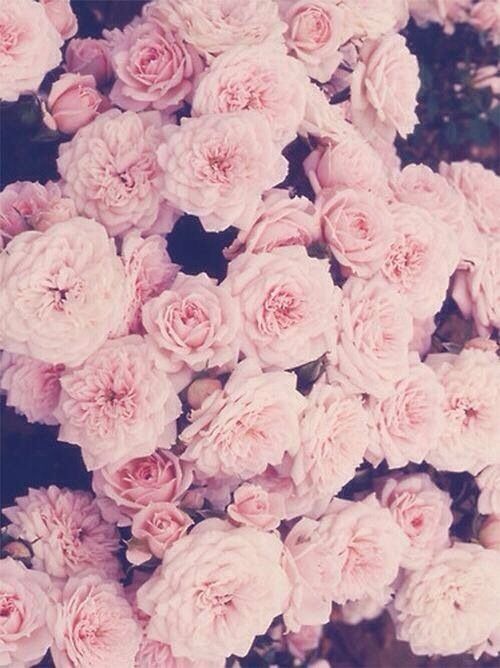 tumblr floral wallpaper #2