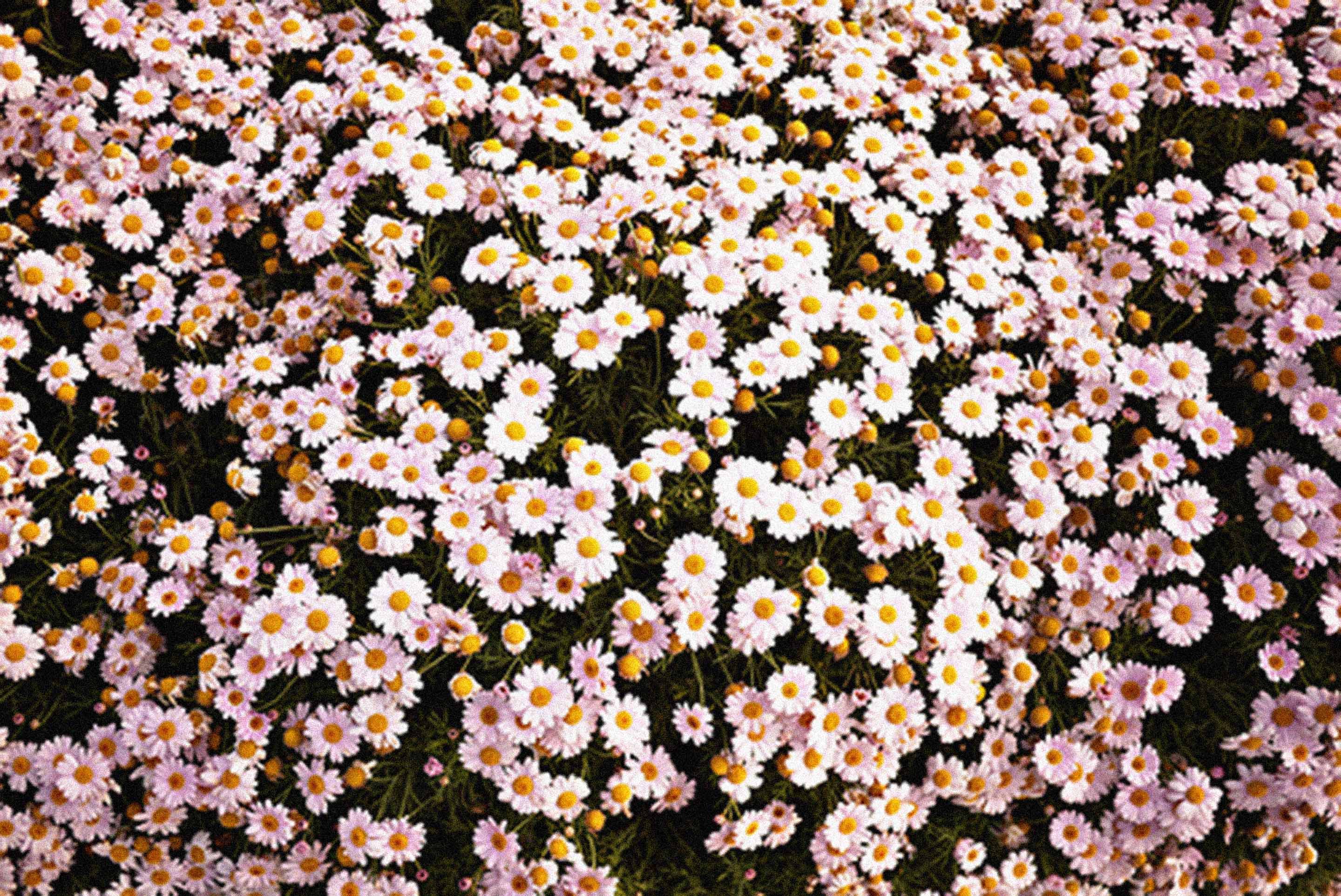 Tumblr flower wallpaper