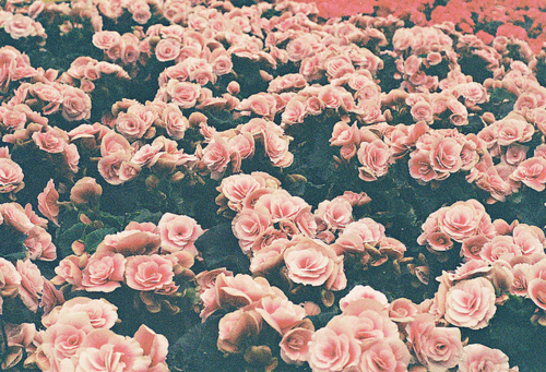 floral wallpaper tumblr #5