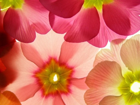 Flower background images