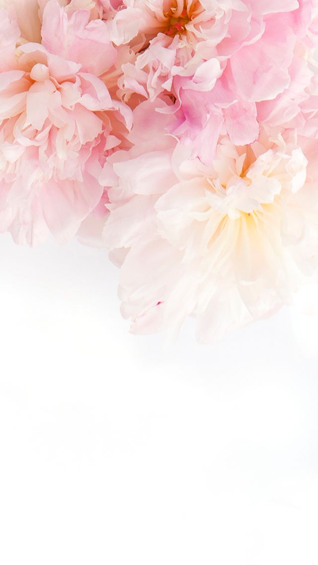 Flower background iphone