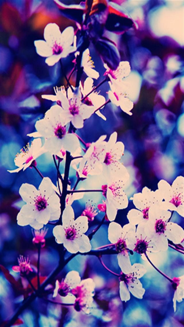 Flower background iphone