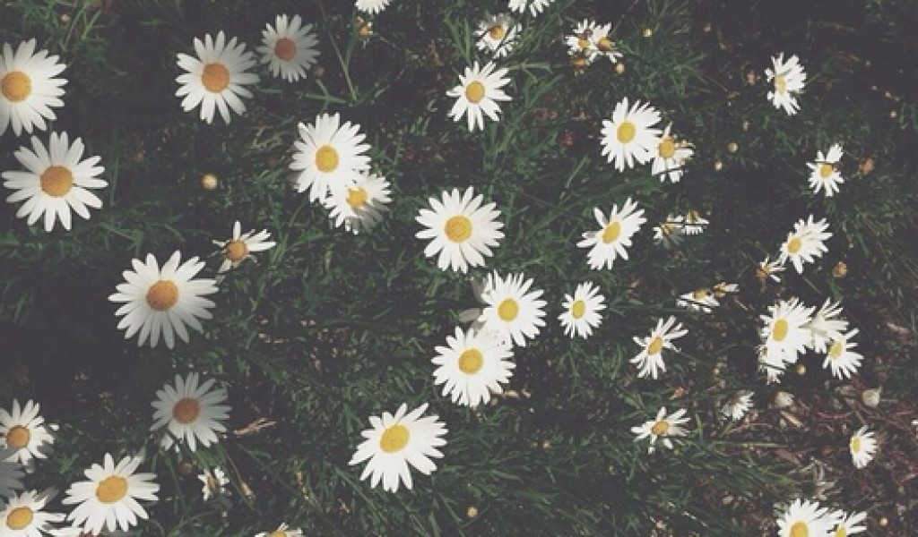tumblr flower wallpaper #17