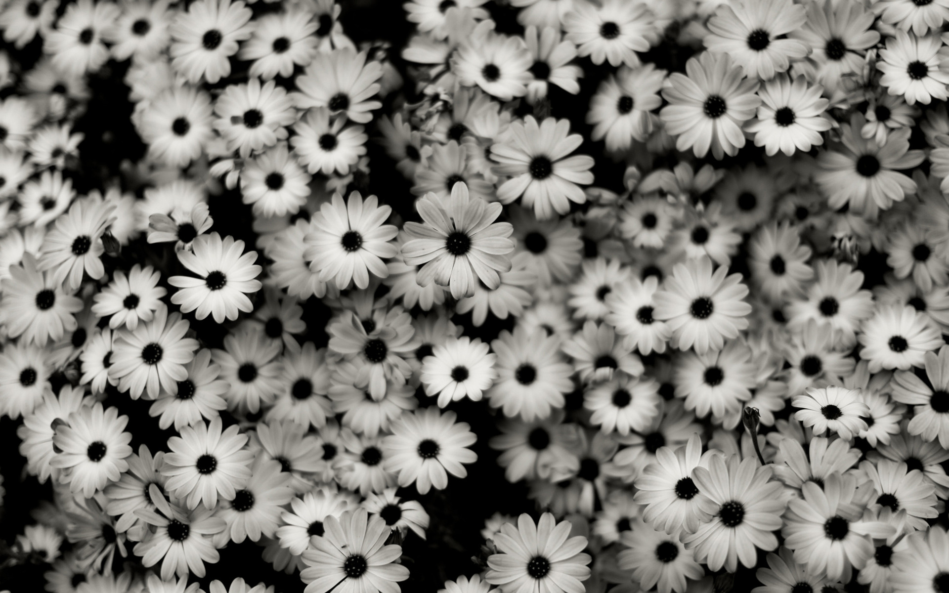 tumblr flower wallpaper #20