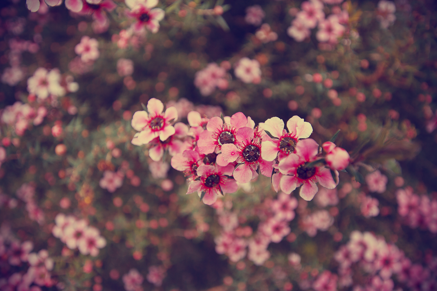 flower wallpaper tumblr #5