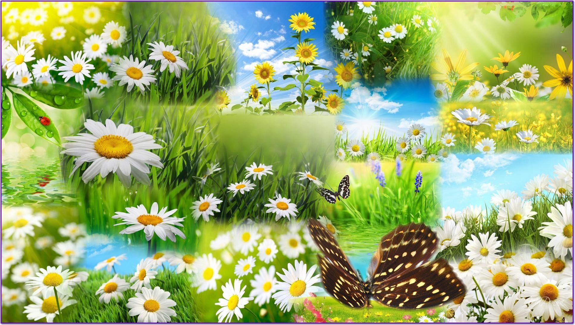 Flowers and Butterflies Spring Wallpapers - HD Wallpapers Pop