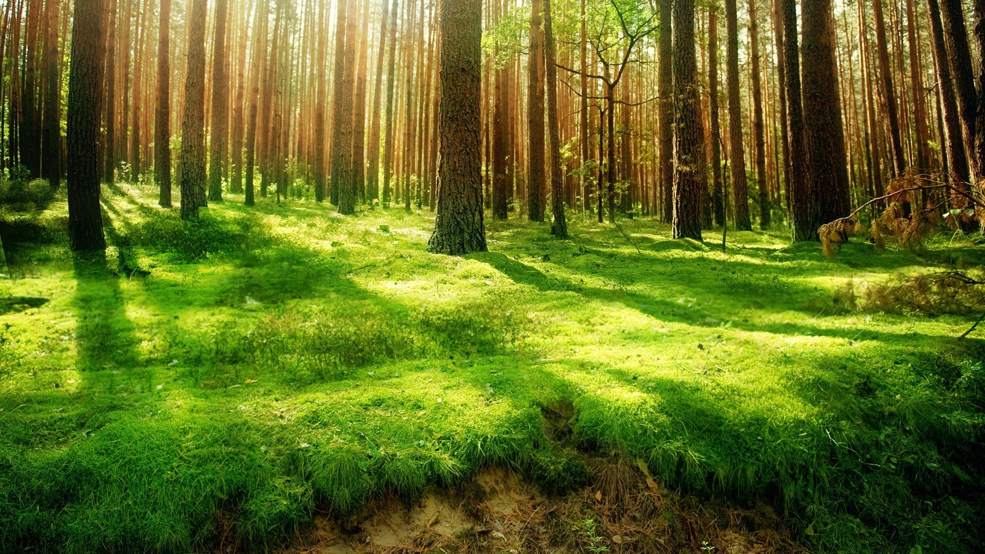 forest hd background