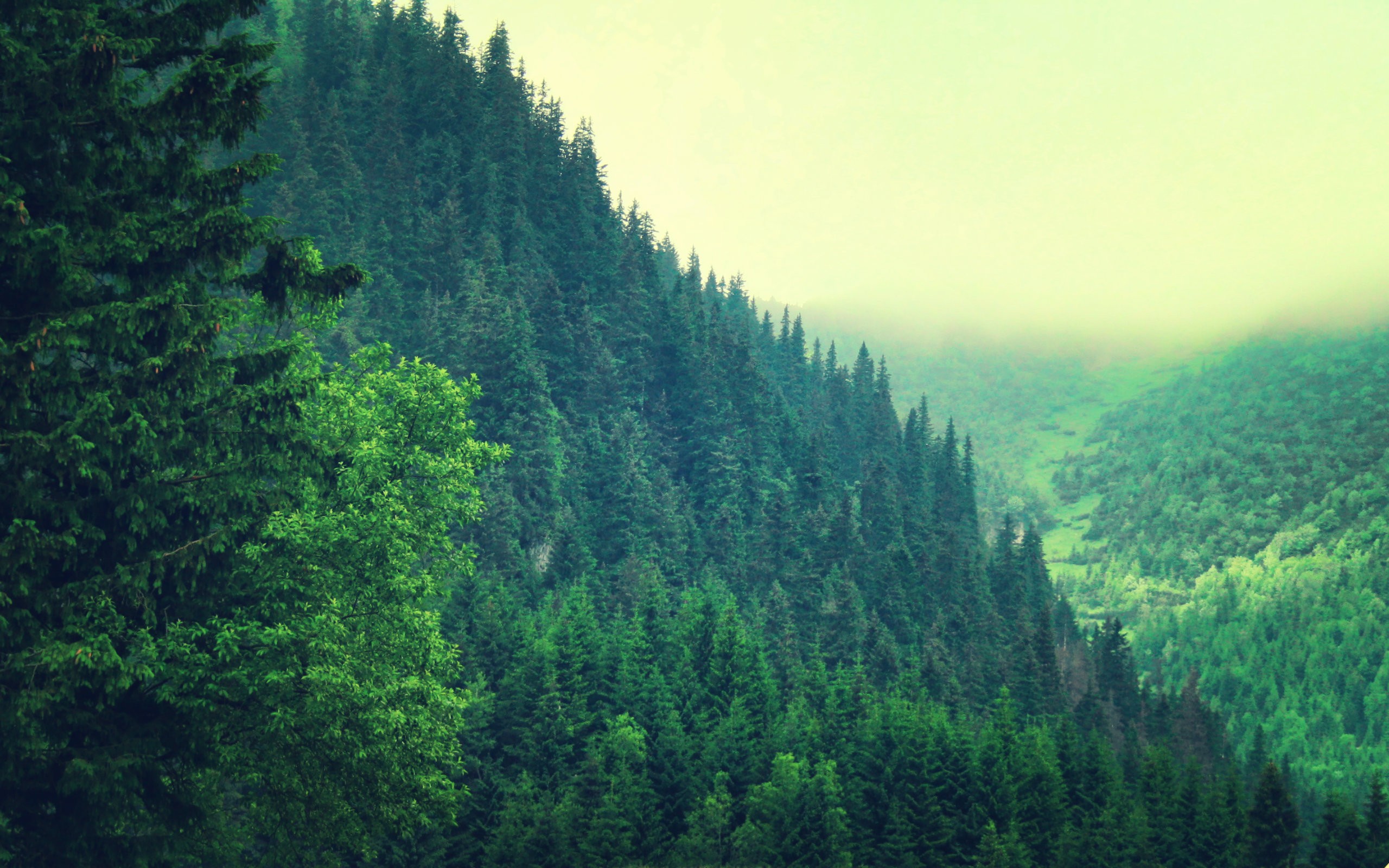 Forest desktop background