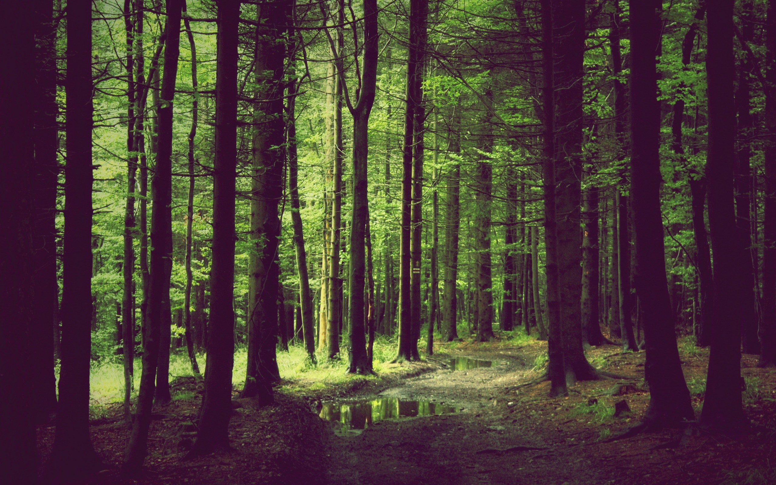 forest desktop background