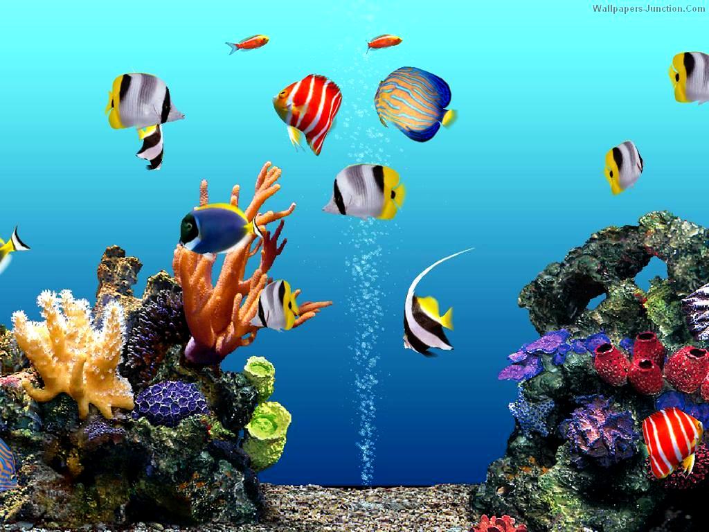 Collection of Free Aquarium Wallpaper on HDWallpapers