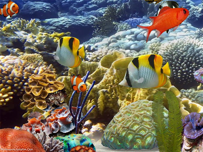 50+ Best Aquarium Backgrounds to Download & Print | Free & Premium
