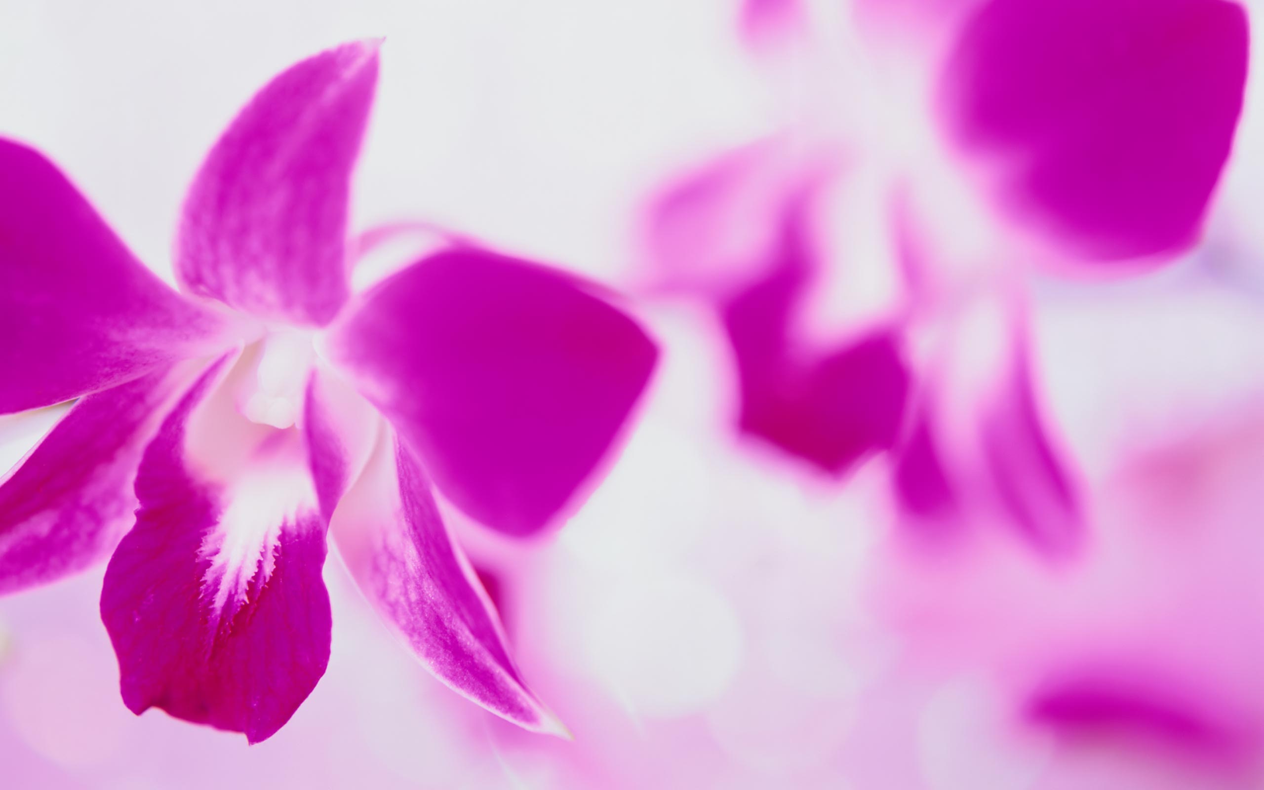 free best wallpaper images flowers background #16