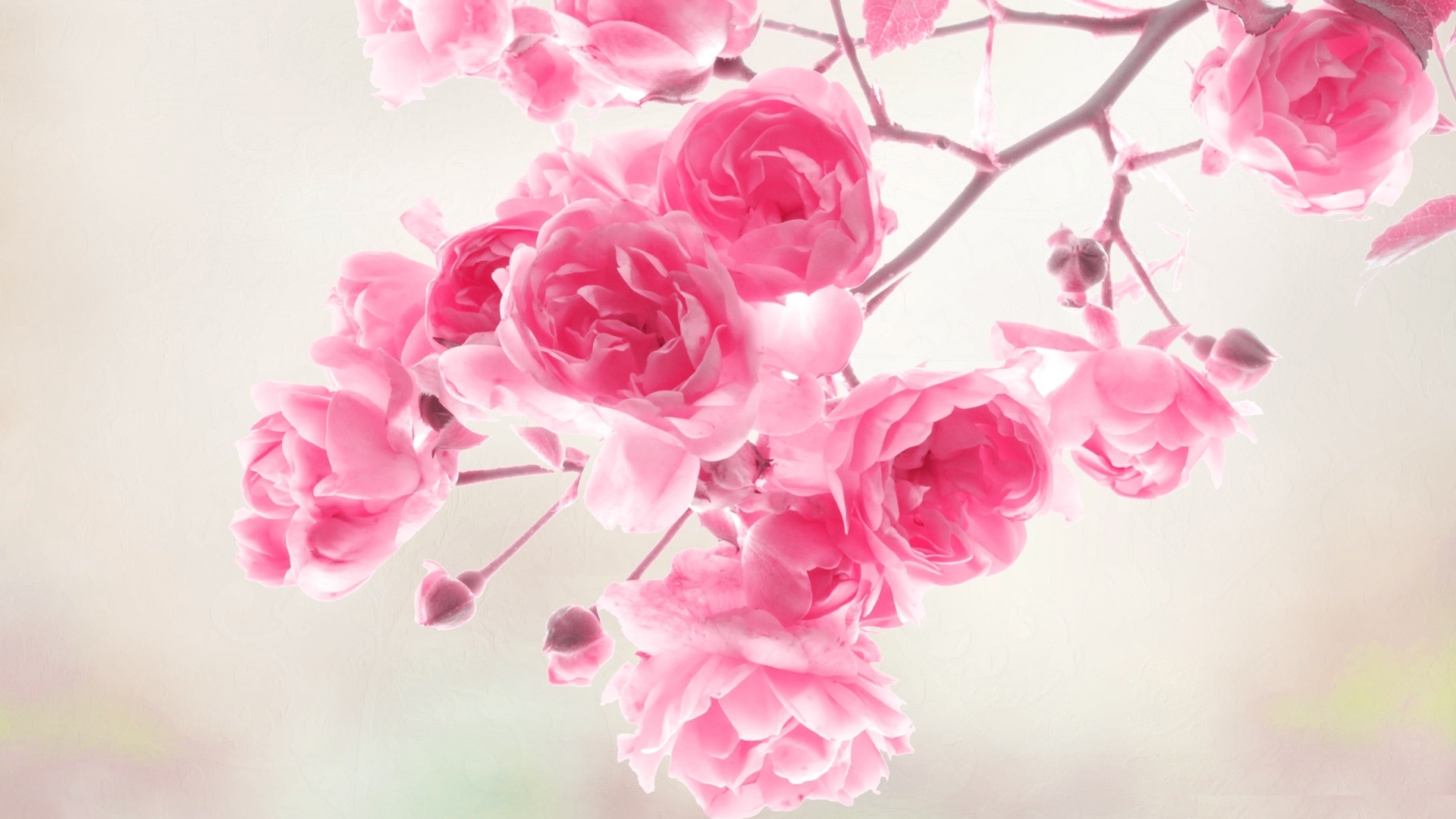 Free best wallpaper images flowers background
