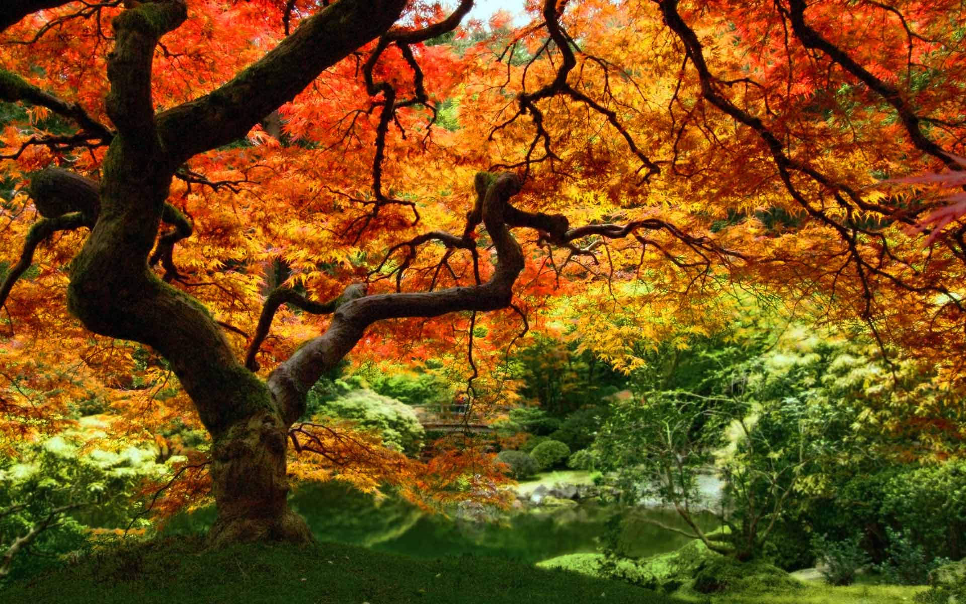 free desktop backgrounds for fall #4