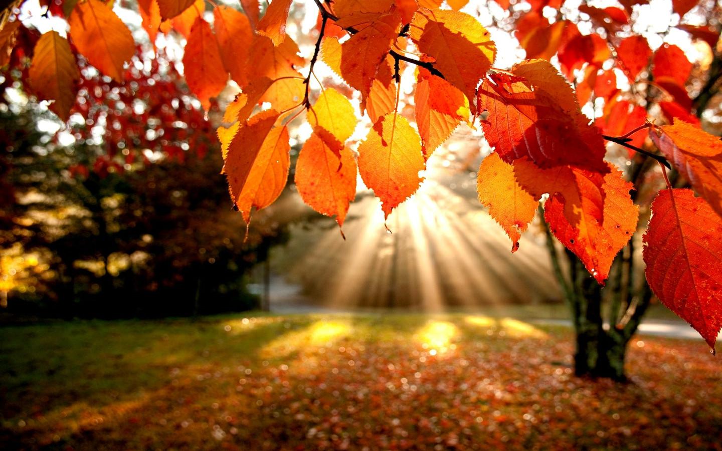Free desktop backgrounds for fall