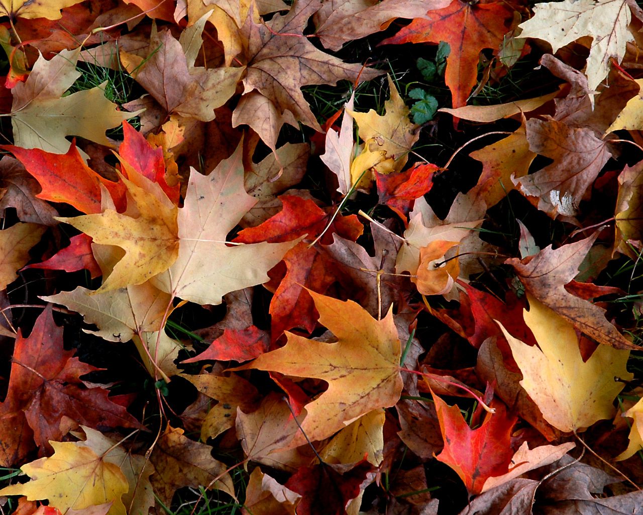 free desktop wallpaper autumn #14