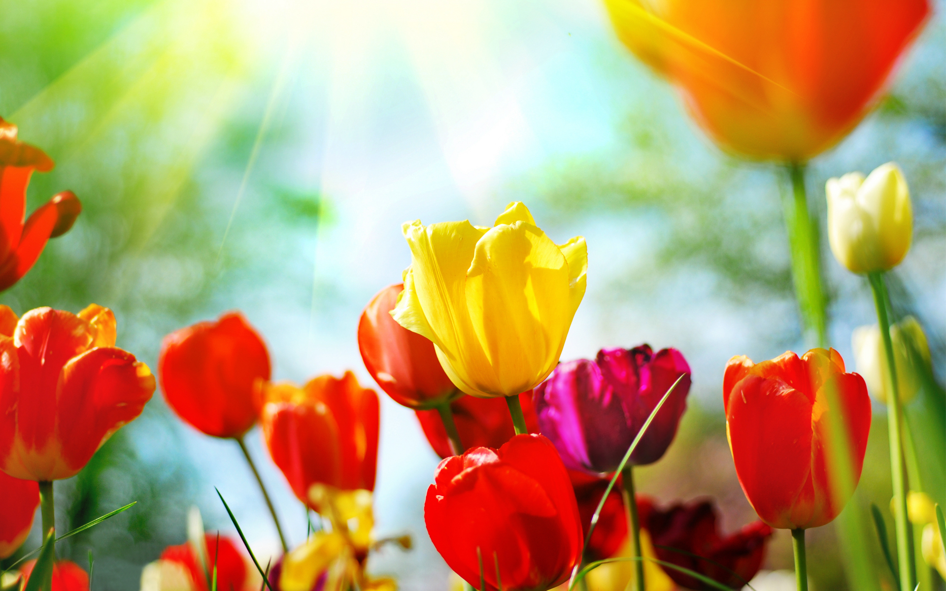 Free desktop wallpaper spring flowers