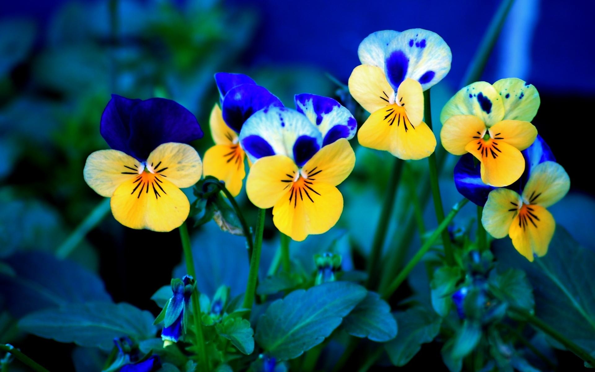 free desktop wallpaper spring flowers #20