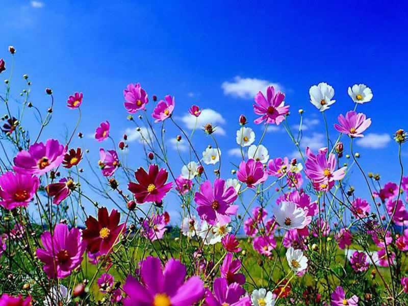 free desktop wallpaper spring flowers #3